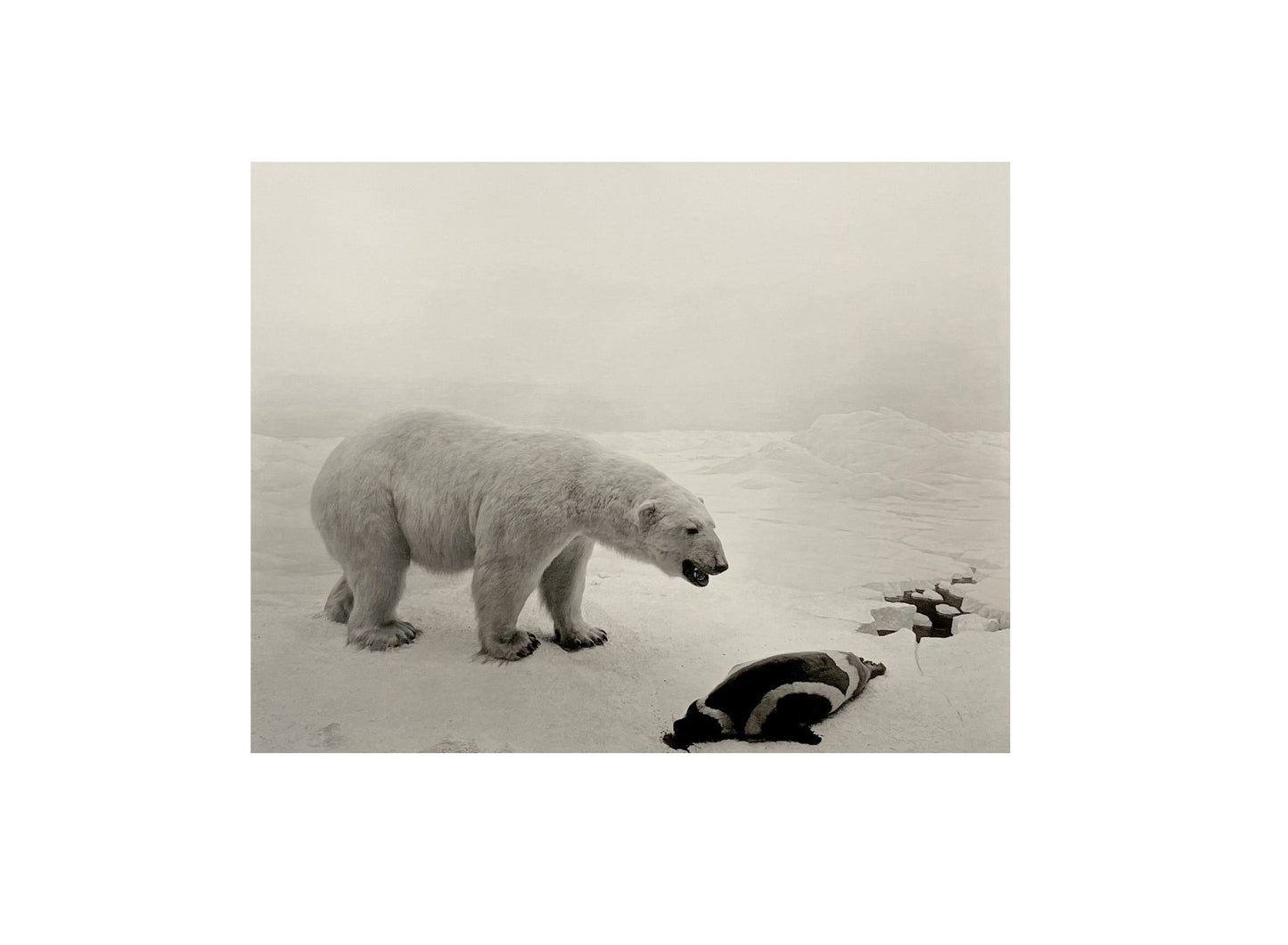 HIROSHI SUGIMOTO - STAR Exhibition Postcard, 2021